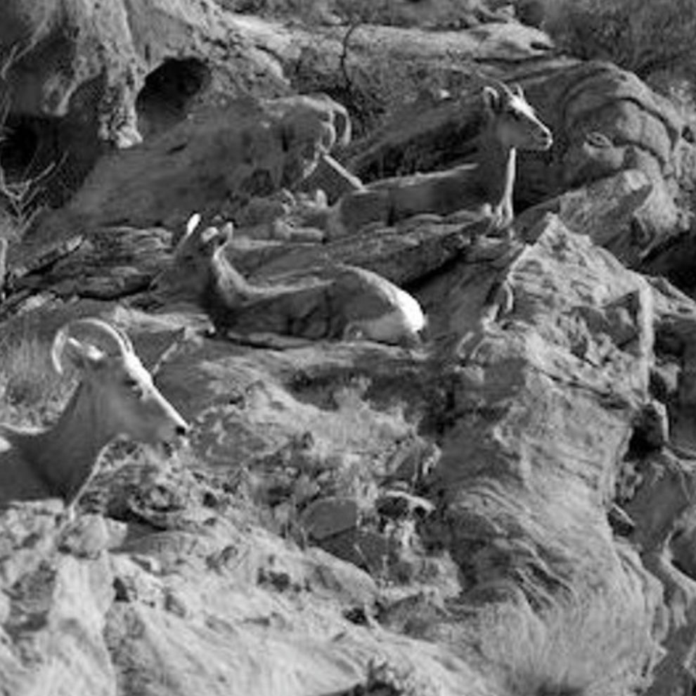 "a photo of mountain goats"